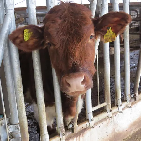 Apartmán Miglurahof *