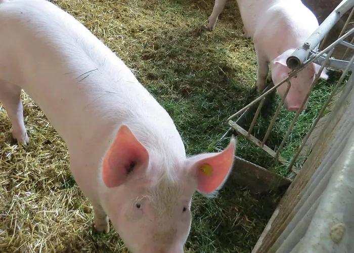 Daire Miglurahof Adnet